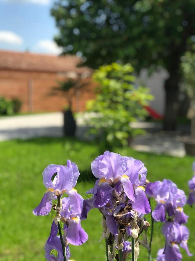 Eden Apartman Algyo Екстериор снимка